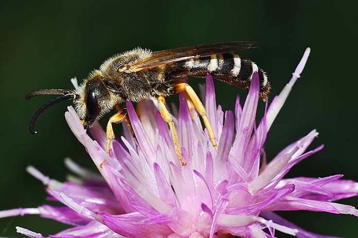 maschi di Halictus scabiosae